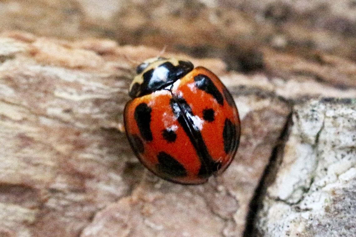 ladybeetle.jpeg